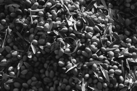 olive-poster